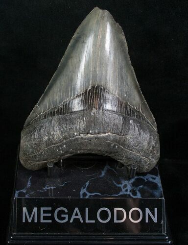 Megalodon Tooth - Great Enamel & Serrations #8637